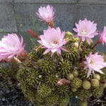 傘寿を祝うかのように咲いた仙人掌が今日はこんなに咲きました。　　・仙人掌の花こんなにも美しく(和良)