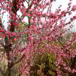 徳島市のあすたむらんどで見た紅梅です。満開でした。　　・紅梅の八重咲といふ明るさよ（和良）