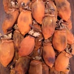 我が家の吊し柿は毎日揉んで柔らかく仕上がってきました。　　・日々揉んで仕上がって来し吊し柿（和良）