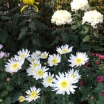 吉野川市鴨島町の菊花展では課外授業の高校生がいました。　　・菊師より課外授業の菊花展（和良）