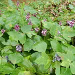 三ヶ日町の宝珠寺から奥浜名湖への道で見た葛の花です。　　　　　　　　　　・剥き出しで咲くこともあり葛の花（和良）