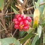 石井町の農家の生垣に美男蔓が真っ赤な実をつけていました。　　・生垣に美男蔓の真っ赤かな（和良）