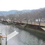 阿南市椿町の椿川では白魚を掬い取る四手網が仕掛けられていました。 　・白魚を待ち四手網並ぶ川(和良)