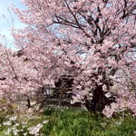 蜂須賀の殿が愛したと伝えられる原田家住宅の蜂須賀桜は満開でした。・蜂須賀の殿の愛せしこの桜(和良)