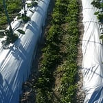 綺麗に植えられた茄子に夕日が当たって輝いて見えました。　　・植ゑられし茄子にまばゆき夕日かな（和良）