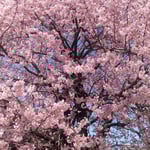 原田家住宅の蜂須賀桜の大樹は青空に向かって高々と咲いていました。・青空へ蜂須賀桜高々と(和良)