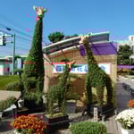 菊の展示会場では菊の衣を着たキリンが人気を呼んでいました。　　　　　　　・菊衣着たるキリンの像仰ぐ（和良）