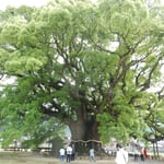 みどりの日に東みよし町にある樹齢千年の加茂の大楠を見ました。　・千年の楠を見てゐるみどりの日(和良)