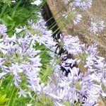 鳴門市のお寿司屋さんの駐車場にアガパンサスが咲いていました。　　　　・紫のアガパンサスは夏の花(和良)