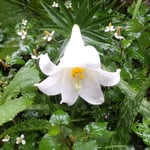 我が家の白百合は一輪なのですが庭全体を引き締めていました。　　　・一輪の白百合なれどありがたく(和良)