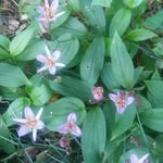 新宿御苑の菊花壇展の道の辺に咲いている杜鵑草を見つけました。　・ほととぎす広き御苑の道の辺に（和良）