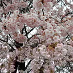 武家屋敷の公開日には蜂須賀か桜を見る人が引きも切れませんでした。　　　　　　・一本の桜に人の切れ目なく(和良)