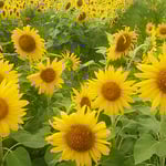 向日葵を見ているとゴッホの墓を訪れた日を思い出しました。　　　　　　・向日葵やゴッホの墓は野の中に（和良）