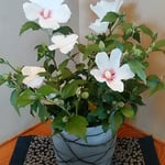 料理屋の離れに置かれた鉢の木槿には気品がありました。　　・鉢植の木槿の花にある気品（和良）