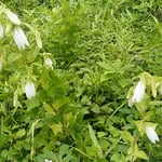 東御苑の二の丸庭園には蛍袋も花をつけていました。　　　　　　　　　　・露載せし蛍袋の傾ぎやう（和良）