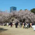 安倍総理主催の「桜を見る会」が新宿御苑で開かれ私も出席しました。　　・晴男自負の総理と桜見る（和良）