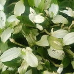 藍住町で見た半夏生は降り続く雨に洗われて蘇っていました。　　・半夏生雨に洗はれ生き返る（和良）