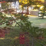 五百羅漢堂の前庭では銀杏黄葉と楓の紅葉が競い合っていました。　・黄葉好し紅葉また好き寺苑かな（和良）