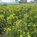 2月12日は司馬遼太郎さんの命日。徳島にも菜の花が咲きました。  ・菜の花忌嘉兵衛を読みし日の遠く