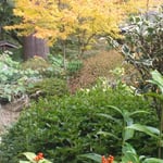 丈六寺の庭園では紅葉と実千両が美しさを競っていました。　　・紅葉好く実千両好き古刹かな（和良）