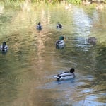 富士山本宮浅間大社の湧玉池です。天然記念物に指定されています。　　　・澄む水に鴨の水輪のくっきりと(和良)