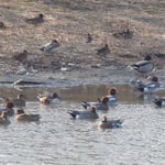 吉野川市鴨島町の江川に鴨が来ていました。時々川縁に上っていました。　　　　　　　　　・川縁に上がりしも鴨風に向き(和良)