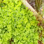 徳島城址のある徳島市中央公園で水際に茂る芹を見つけました。　　　　・清らかな水の岸辺に芹茂る(和良)