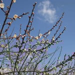 神山町の長谷梅林の梅は三分咲きでした。剪定作業が始まっていました。  ・枝といふ枝天へ向き梅三分（和良）