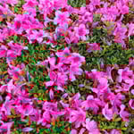 ホテルニューオータニの庭園には五月躑躅の垣根がありました。　　　　・犇ける五月躑躅の真っ赤っ赤(和良)