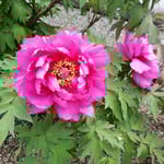 阿波市土成町の神宮寺では一巡の後、もう一度赤い牡丹を見ました。　・戻り来て元の牡丹に見入りをり(和良)