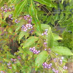徳島市のレストランの庭にあった紫式部は雨に濡れて鮮やかでした。・雨滴置き撓る紫式部かな(和良)