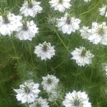 民家の庭先の黒種草の花は夏の日差しを浴びて輝いて見えました。　・夏来る黒種草の咲き満ちて(和良)