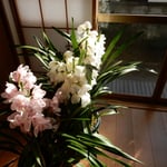 暖かな日差しを受けた蘭は輝いて見えました。　　　　　　　　　　　　　　　　　　　　　　・縁側の日溜りに置き室の蘭(和良)