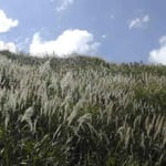 塩塚高原は見渡す限りの芒の原でした。銀色の穂波が綺麗でした。 ・逆光に浮かぶ尾花の銀の波 （和良）