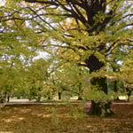 新宿御苑の大銀杏です。散り始めていました。　　　　　　　　　　　　　　　　　　・大胆にしてしなやかに銀杏散る(和良)