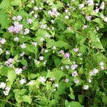 安土城の城跡近辺には自生したのでしようか。蕎麦の花が咲いていました。　　　・安土城ありしは昔蕎麦の花（和良）