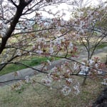 デ。レイケの堰が見える川辺では桜が散り始めていました。　　・デ・レイケの堰ある川辺桜散る(和良)