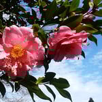 雨滴を置いた椿の赤と雨上がりの空の青が印象に残りました。　　・雨滴置く椿の花と青空と（和良）