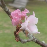 文化の森の裏山の広場では小さな桜に帰り花が咲いていました。　・添へ木さる小さき桜に帰り花（和良）