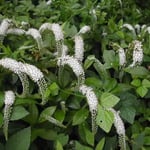 皇居東御苑で「丘虎の尾」を見つけました。大振りでした。 ・虎の尾といへど一見ねこじゃらし（和良）