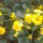 我が家の坪庭の石蕗の花は雨が降る度に黄を増してきました。　　・雨降れば黄を増しにけり石蕗の花(和良)