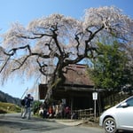 宇陀市　室生村　西光寺　シダレザクラ
