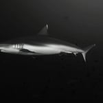 Haiaiai, Malediven Nacht