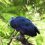 Ibis, Tortugero, Costa Rica