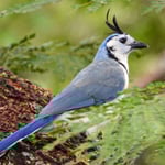 Langschwanzhäher, Guachipelin Costa Rica