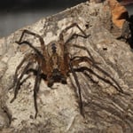 Mein Nosferatuherr Longleg, nur über den Winter 