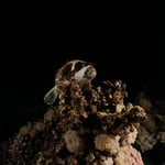 schon im Bett...Kugelfisch in der Nacht