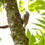 Gartenbaumläufer, Klingnauer Stausee 