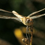 Weidelibelle Silberweide, sie scheinen immer zu lächeln