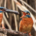 Übergabe des Brautgeschenkes :)